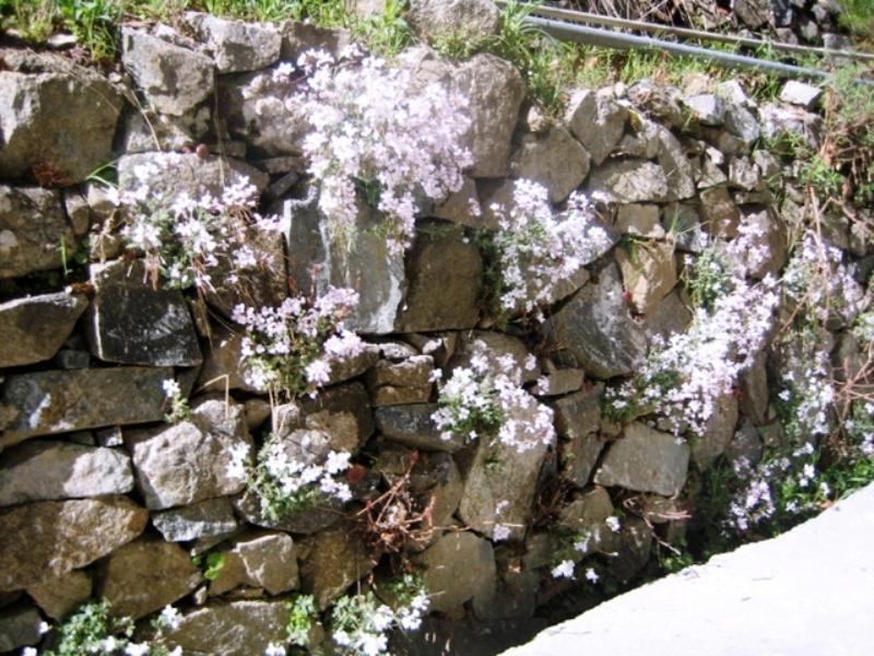 Spilia Flora'S Houseヴィラ エクステリア 写真